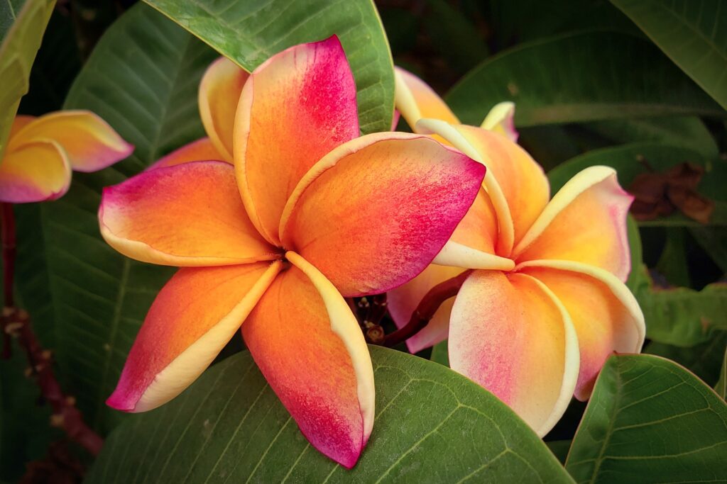 Plumeria flowers